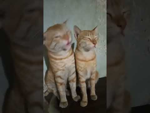 billi boli meow meow #cat #shorts #billie #मांजर #sabkibaarateinaayi