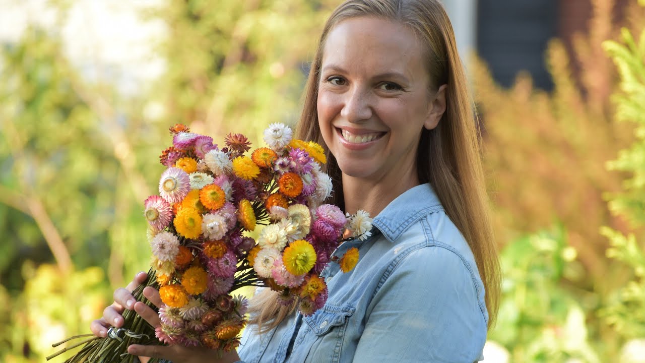 How to Grow, Harvest, and Wire Strawflowers s