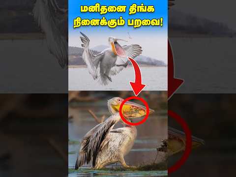 மனிதனை திங்க நினைக்கும் பறவையா?! How pelicans eat? #shorts #trending #birds