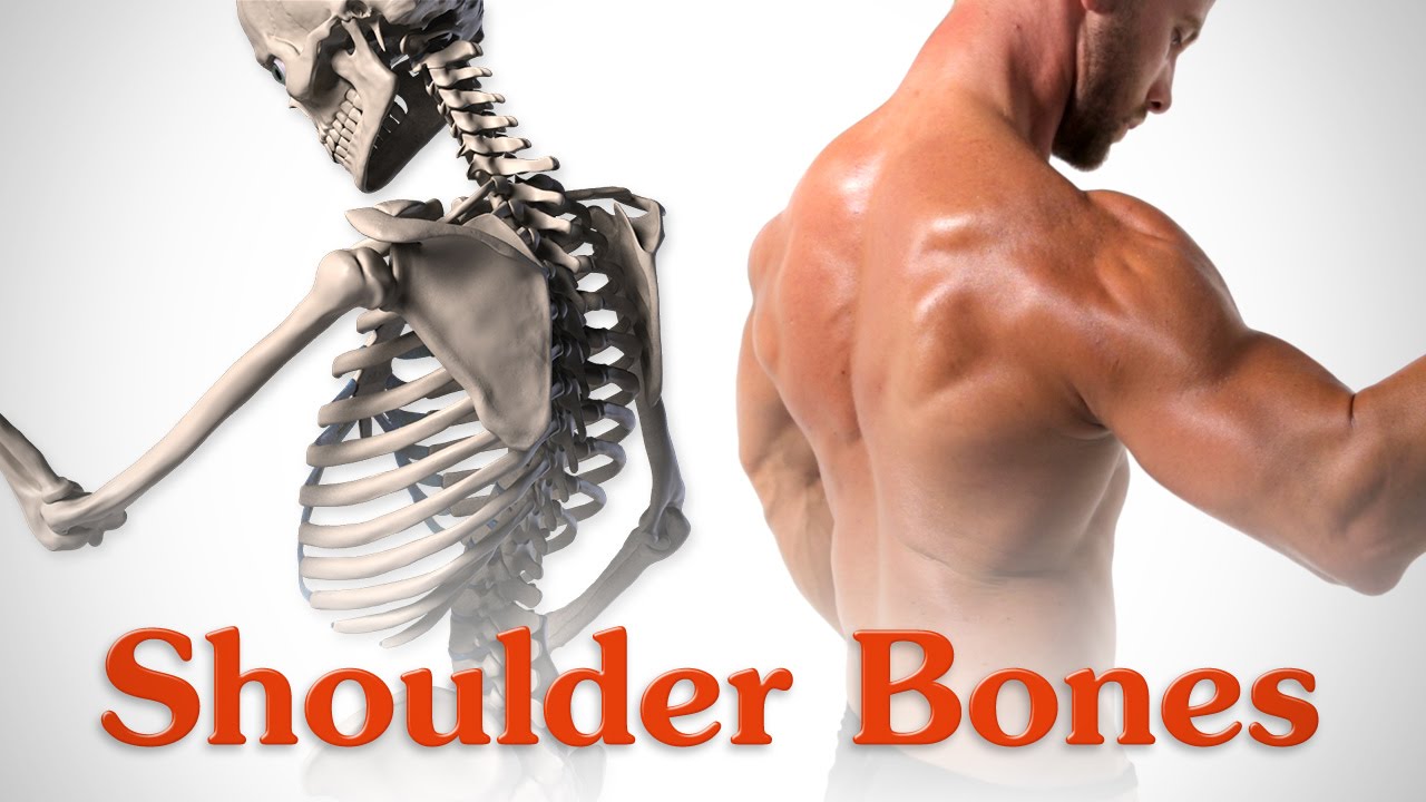 Anatomy of the Shoulder Bones - Proko