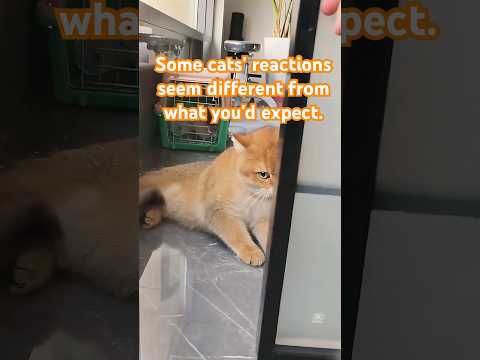Some cats' reactions seem different from what you'd expect.