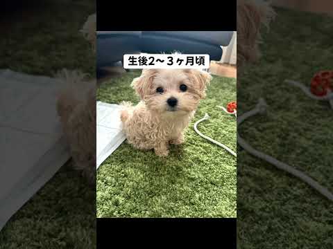 かわいい!! #マルプー #癒し #トイプードル #赤ちゃん #マルチーズ #子犬 #福岡 #愛犬