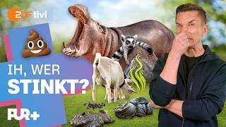 Ekel-Test im Zoo: Welches Tier stinkt am meisten? | PUR+