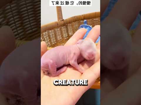 Couple Finds Screaming Bean And It Grew Into Cutest Creature❤️#animals #animalrescue #animalshorts