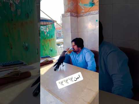 crow lower wah kia bat hay #crow #youtubeshorts #birds #trending #kpk