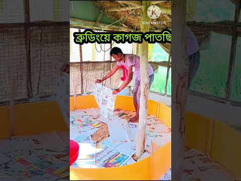 🛖🐣ব্রুডিংয়ে কাগজ পাতছি 🌿#shorts #shortvideo #shortsfeed #farming #birds #pets#viral #viralvideo
