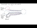 Liver Anatomy and Functions