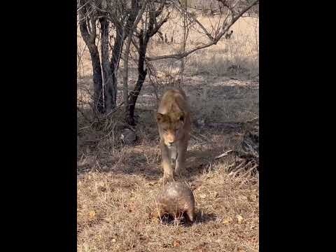 أسد محبط: محاولة افتراس قنفذ مدرع تنتهي بالفشل! 🦁🦔