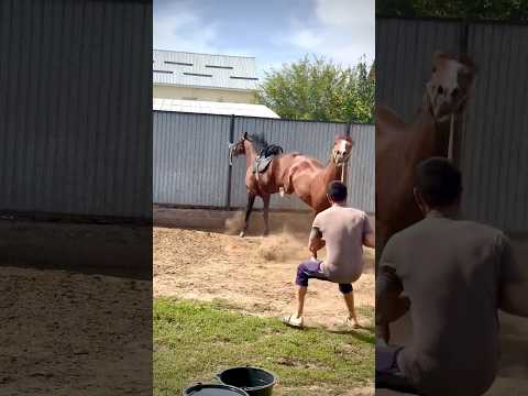 The Horses are Fighting! Horses Running  #horse #horses #shorts