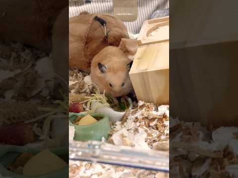 夜中に運動する三兄弟😸🐹🐹寝不足だ〜😓#shots #hamster #好きな子猫 #モフ猫 #ハムスター #cat #癒し #キンクマ #ロボロフスキー #ハチワレ #かわいい 、