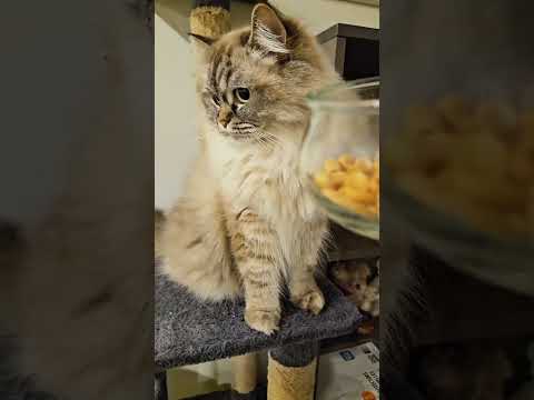 I can eat your face 😋 #viralvideo #shorts #cat #pets #funnycats @Dontstopmeowing @dojacat