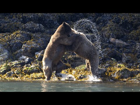 Full Video - Grizzly Bear's Epic Fight Over Mating Rights