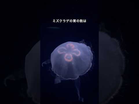 猫の動画サムネイル - 【ミズクラゲ】ミズクラゲの胃の数はいくつある？【サンシャイン水族館】#shorts #水族館