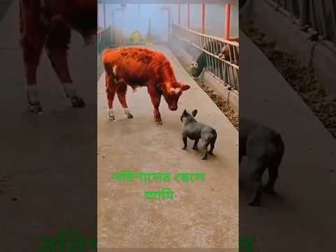 আইতে নদী জাইতে খাল মগো বারী বরীশাল পুলা #funny #shotrsvideo viral shorts