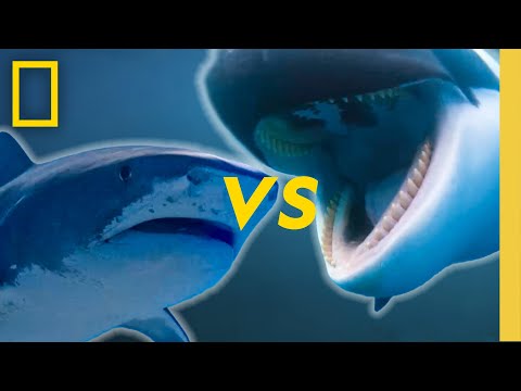 &#128308; LIVE: Shark Vs: The Most Epic Battles | Sharkfest 2025 Livestream | National Geographic