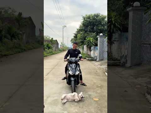 Hero Dog Uses Its Body to Stop a Car and Save a Little Boy#dog #pets #lovedog