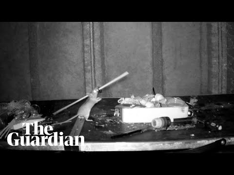 Mouse filmed tidying up man's shed every night