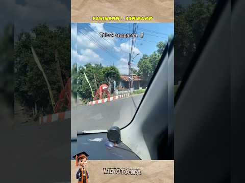 BISA BISANYA HARIMAU KAYA GINI🫣