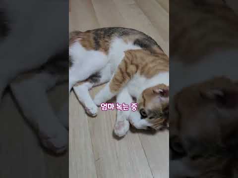애교부리던 개냥이의 아빠왔을때 반응