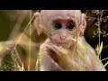 Macaques in Sri Lanka: Social Structure and Survival