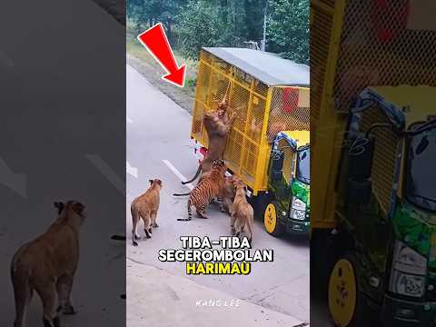 Pengunjung Panik! Ketika Truk Dihadang Harimau Buas 😱 #shorts #tiger