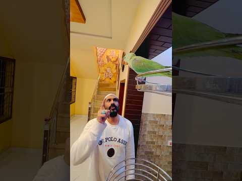 ☝️🕋🦜Sono Mai namaz parne ja raha hoon☝️🕋🦜 #parrot #lovelyqaiser #nonstoptalkingparrot