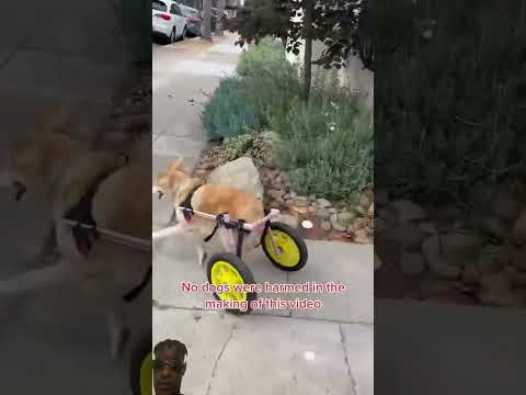 Perrito en rueditas se cae #fypyoutube #youtubeshorts #youtubevideo #videoshort #viralreels #fypシ゚