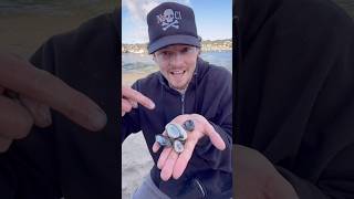 Catching a Wild Clam! 😱 #animals #nature #shorts