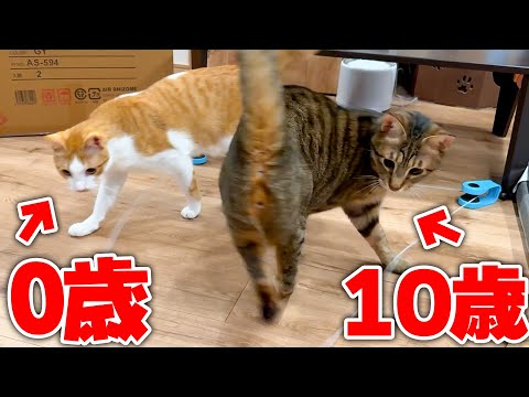 子猫と同じテンションではしゃぐ先輩猫(10)