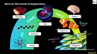 Levels of Organization (Continued)