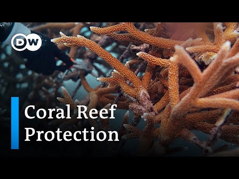 YouTube video thumbnail: Dominican Republic: Tourism is Killing Coral Reefs