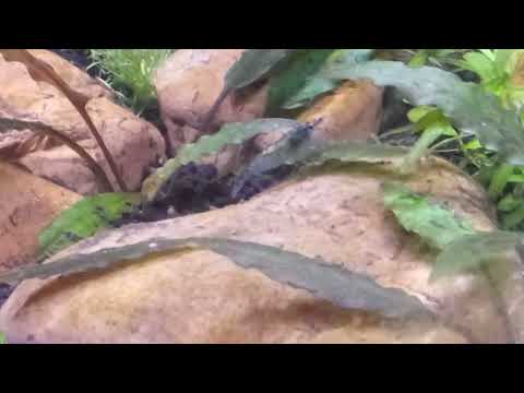 Saddle Up Shrimp! I'm new to shrimp keeping, but I think this is a female, with a 