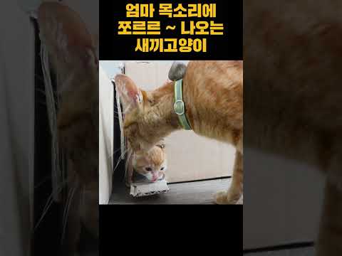 어미고양이가 부르자 새끼고양이가 나온다