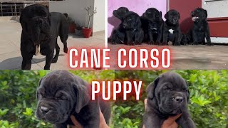 Cane Corso Puppy For Sale भारत में ताकतवर कुत्तों की नस्लों के बच्चे उपलब्ध है । @SANDHUAGROFARM
