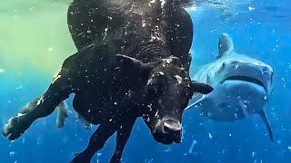 Giant Tiger Shark Devours Cow Just Metres Away from Diver