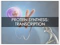 Exploring DNA Transcription Processes