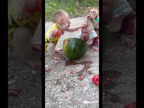 رسمت قرود بتتخانق علي بطيخ 😂🤦♀️🐒 #shortvideo #اكسبلور #رسم