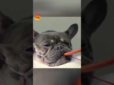 These Dog Breeds Were Different In The Past