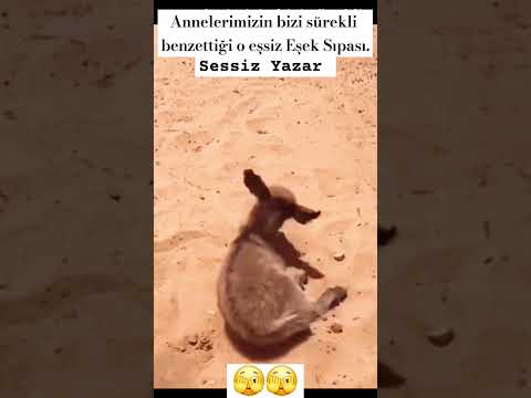 Eşek Sıpası kime denmemiştir ki🤔 #keşfet #öneçıkar #sessizyazar #shortvideo #video #gece #yavru #aşk