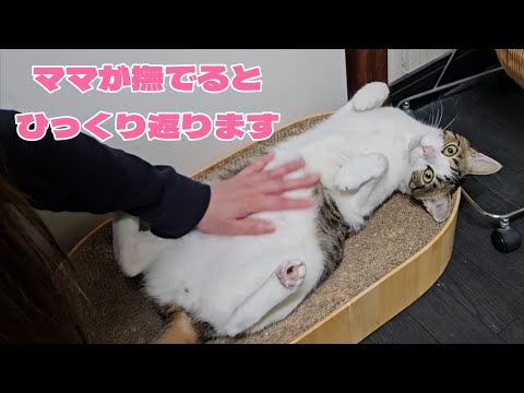 ママにお腹を撫でてもらうのが大好きな猫
