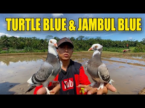 WARNANYA CAKEP ‼️MERPATI PLONTANG JAMBUL