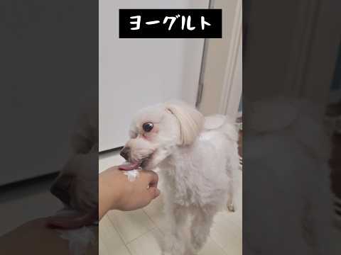 ヨーグルト大好き犬 #かわいい #犬