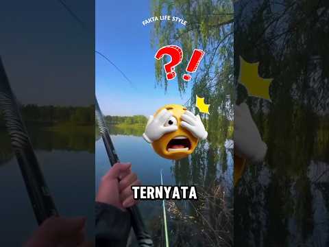 “Mancing Semalaman… Dapat Raksasa, Malah Dilepas?!”🥺 poster