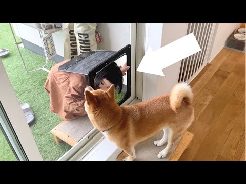 柴犬に網戸をガリガリされるので出入り口をつけてみたら・・