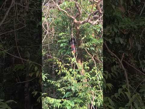 Squirrel | The Indian giant squirrel #animals #squirrel #wildlife #wildanimals