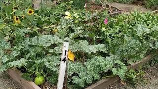14-September Plot14 Seminole Pumpkins
