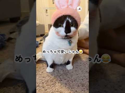 白黒猫とウサギの愛らしい交流動画｜癒しのひとときをお楽しみください サムネイル