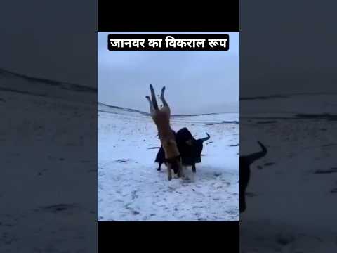 Janver ka Vikraal Roop Dekho || Bahut khatarnaak || Achanak Janver Ko Aaya Gussa || Pahadi Hills