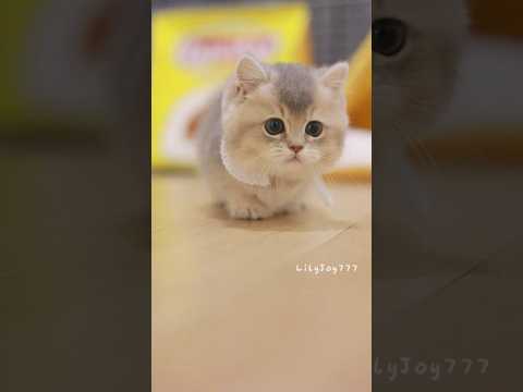 a little kitten living its daily life🐾