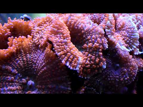 Saltwater Aquarium Tour at Alpine Koi & Reef Short video taking you on a tour of some of our saltwater aquariums.